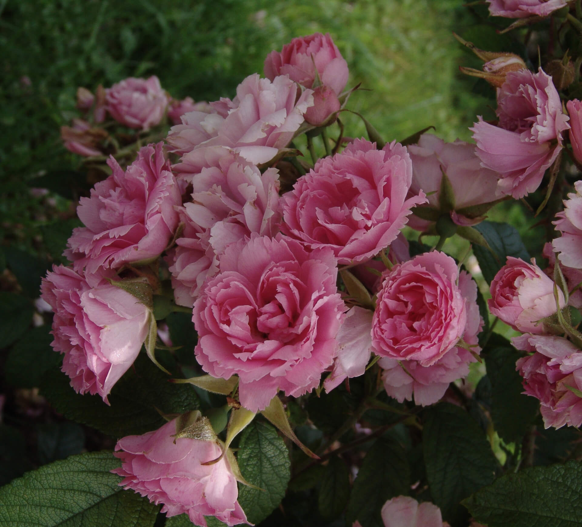 Роза Парковая Pink Grootendorst