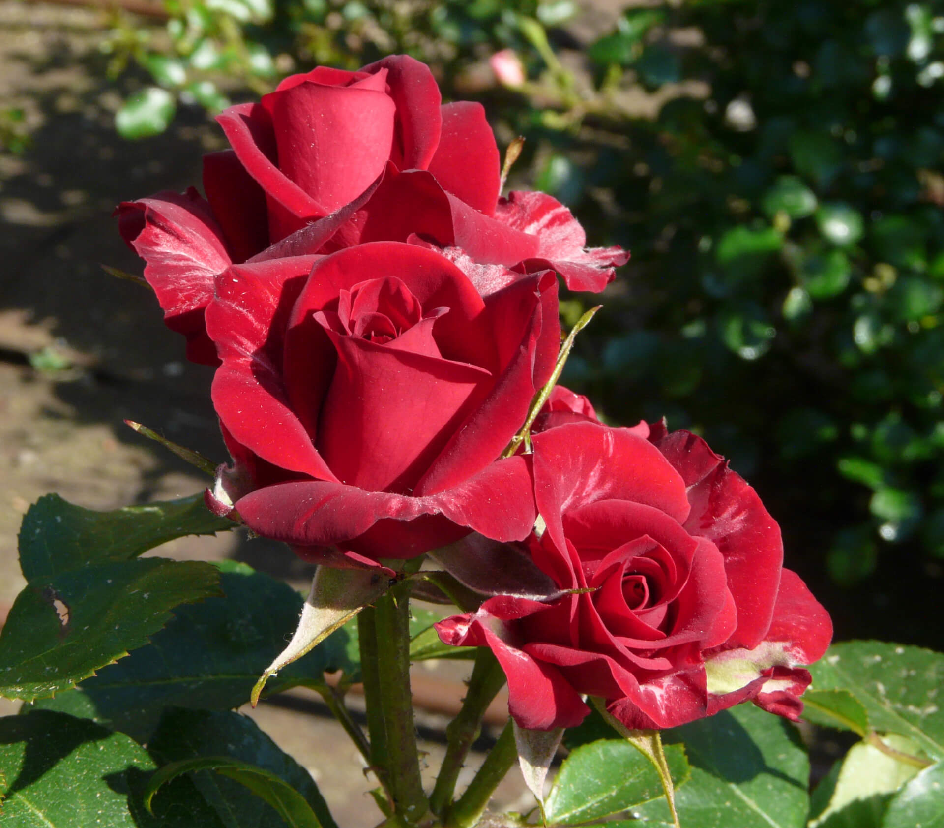 Роза флорибунда Никколо Паганини