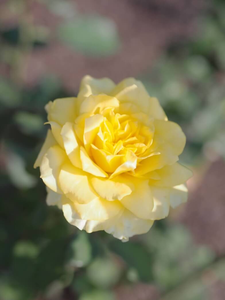 Роза чайно-гибридная Голден медальон