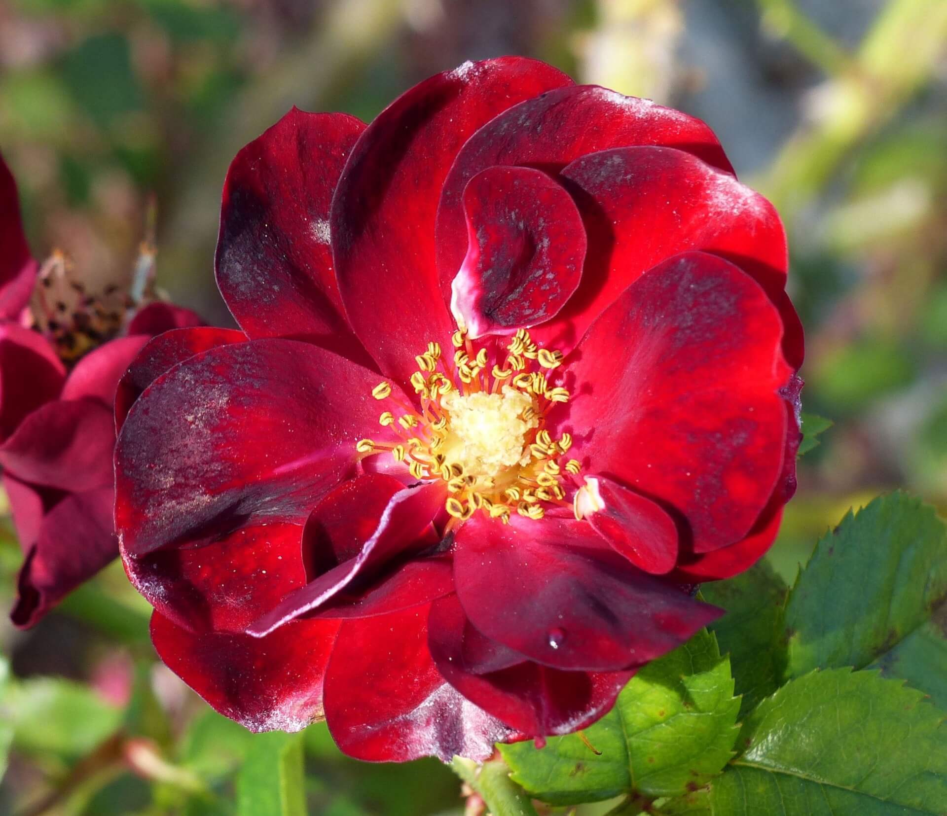 Роза флорибунда Маликорн
