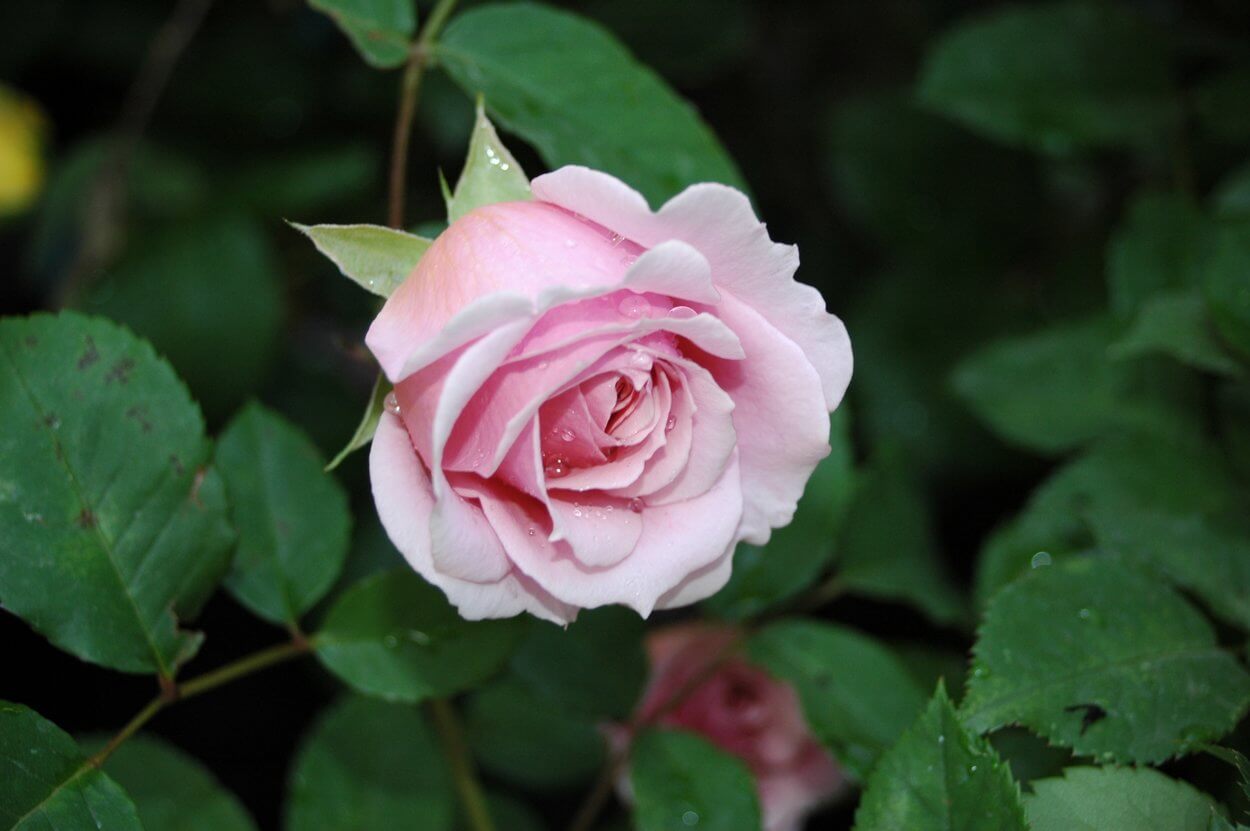 William Christie роза