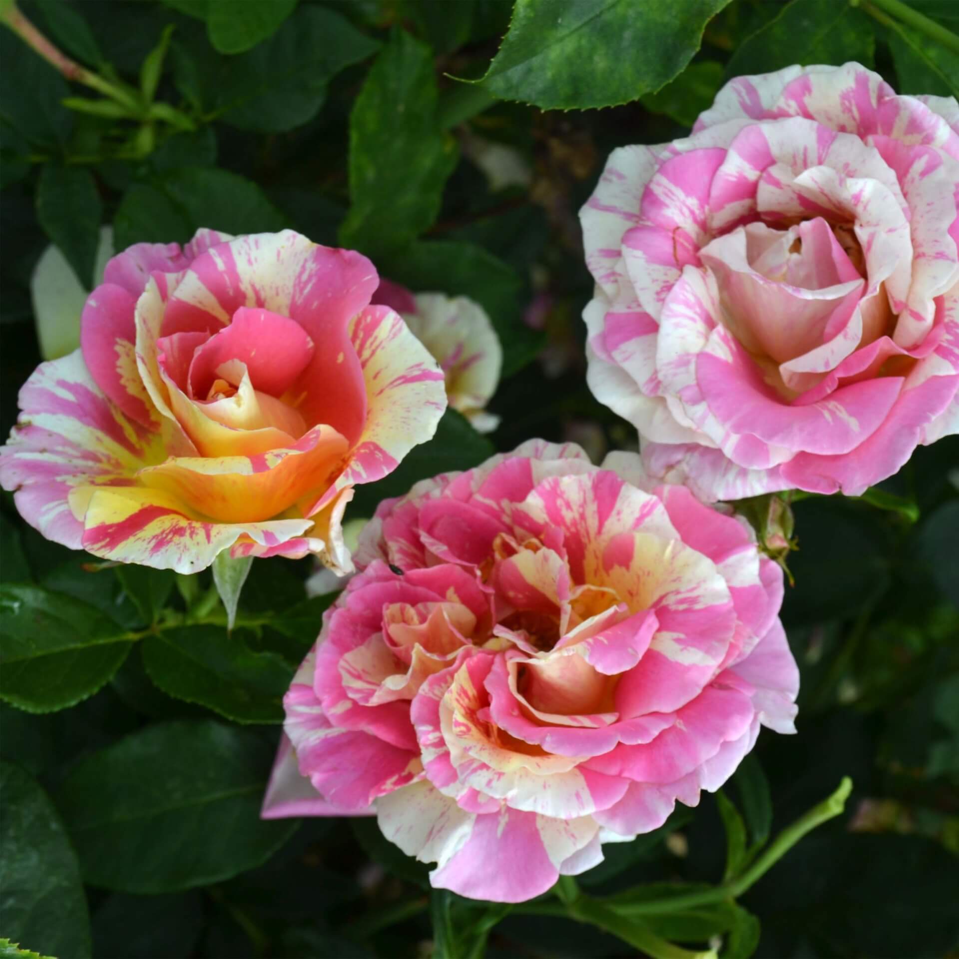 Claude Monet роза