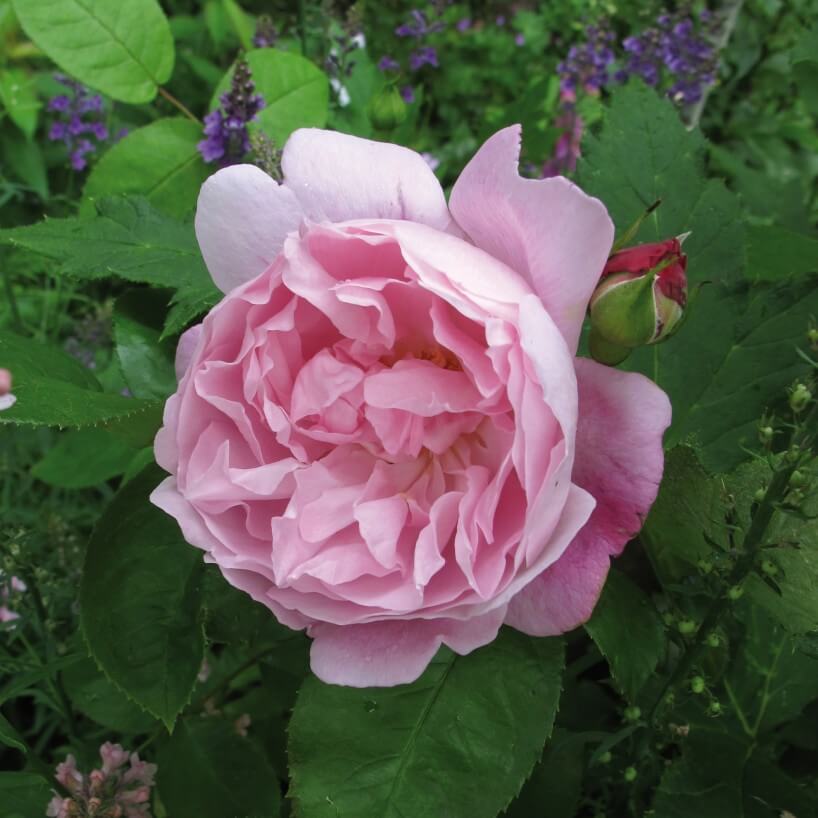 Роза пантера роуз фото и описание