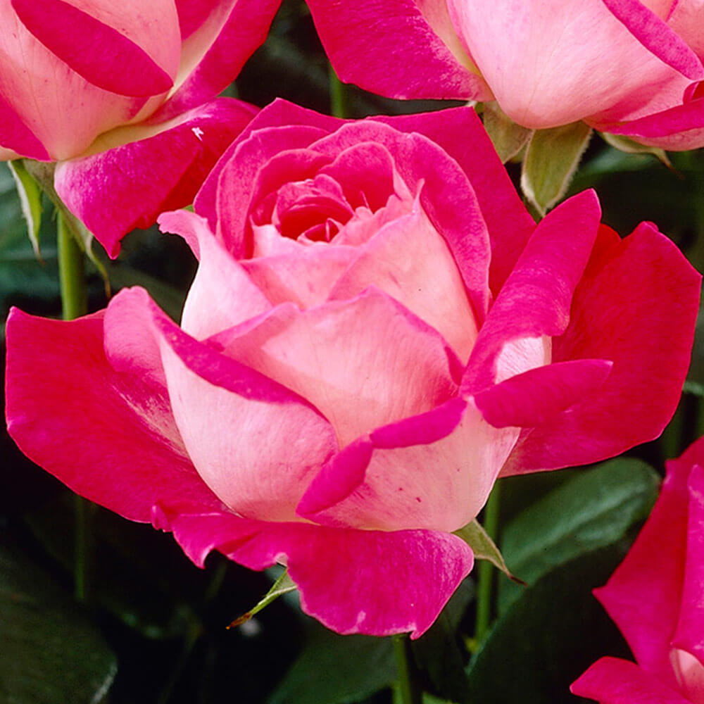 Роза Гожар — фото и описание сорта с отзывами