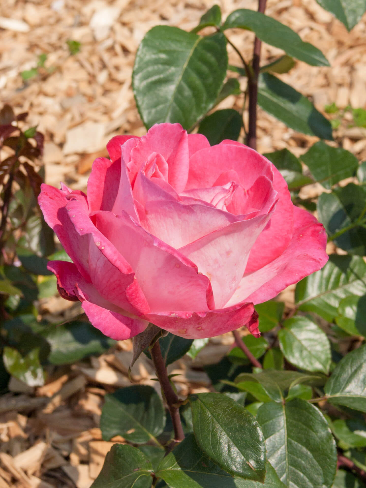 Роза Гожар — фото и описание сорта с отзывами