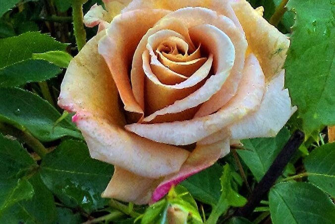 Роза Хани Дижон: особенности и характеристика сорта, правила посадки, выращивания и ухода, отзывы - руководство по выращиванию роз