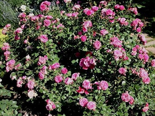 Роза Баронесса: цветок с изысканностью