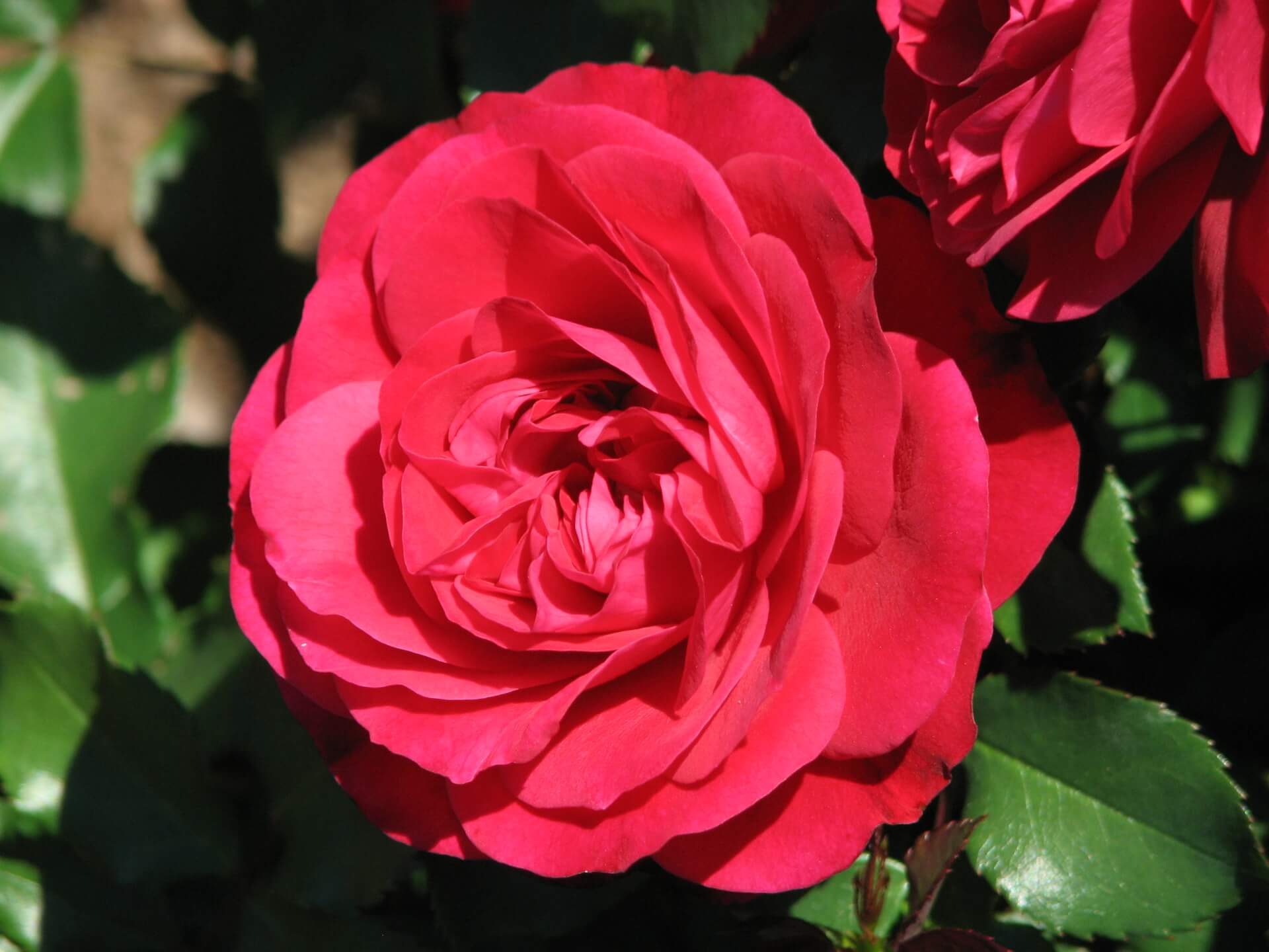 Роза монолиза фото и описание