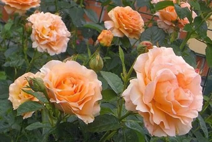 Роза Полька — фото и описание сорта с отзывами