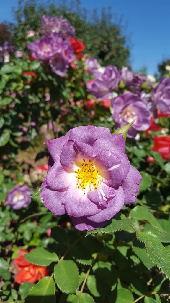 Роза Блю Фо Ю — фото и описание сорта с отзывами