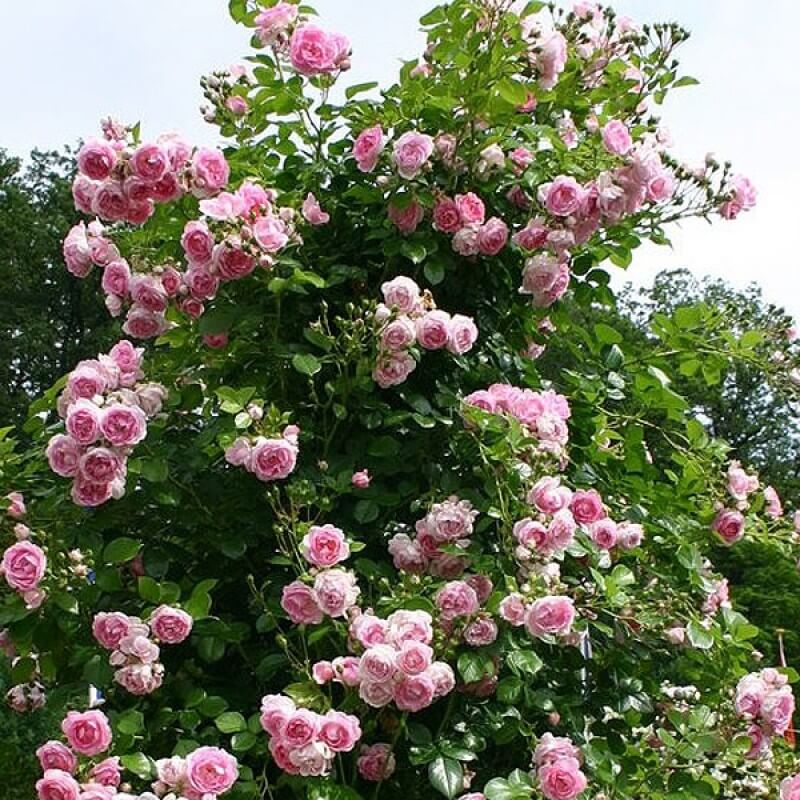 Жасмин роза плетистая фото описание