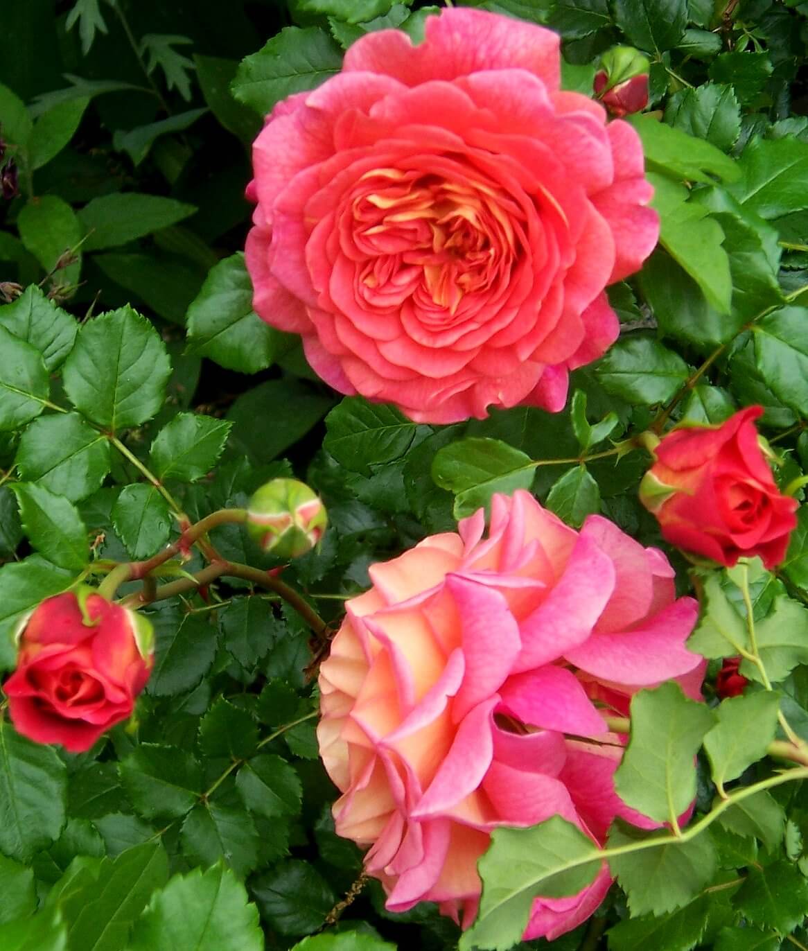 Кристофер марлоу роза фото описание