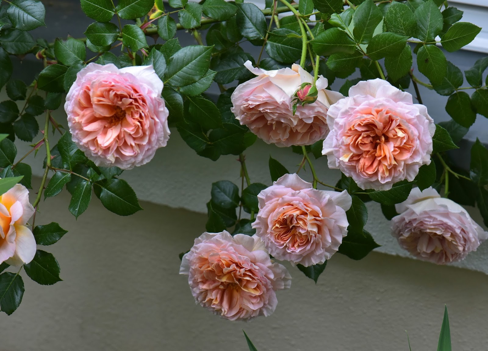 Роза парковая абрахам дерби фото и описание