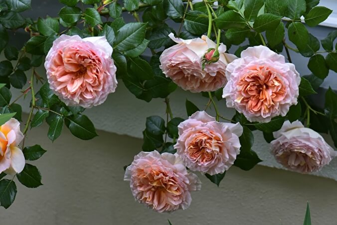 Отзывы садоводов о розе Абрахам Дерби