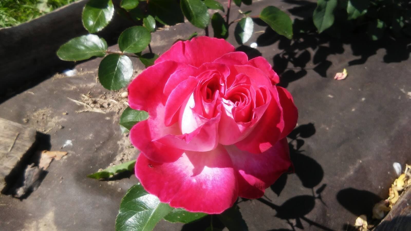 Роза Гожар — фото и описание сорта с отзывами