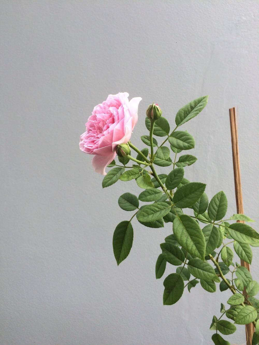 Роза Спирит оф Фридом — фото и описание сорта с отзывами