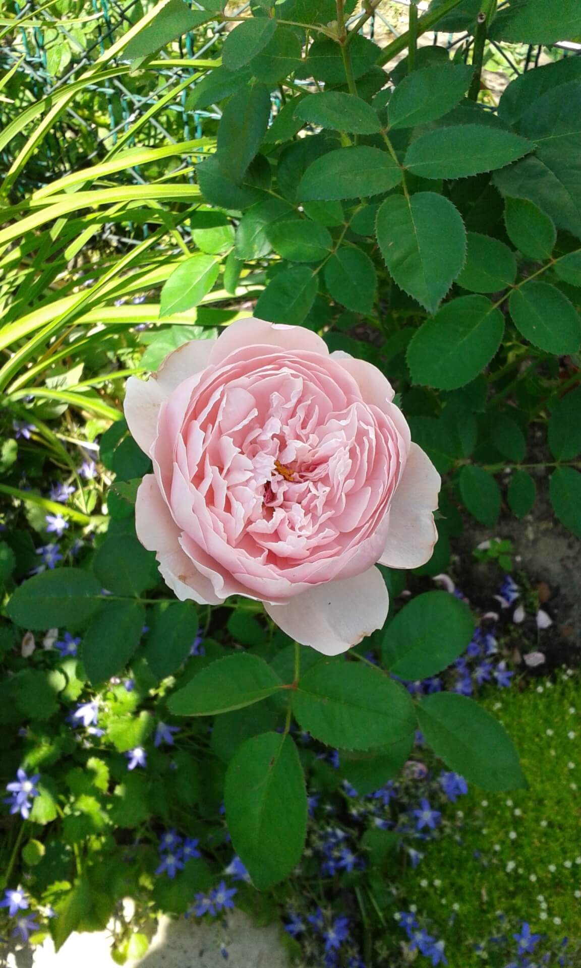 Роза алнвик роуз фото и описание