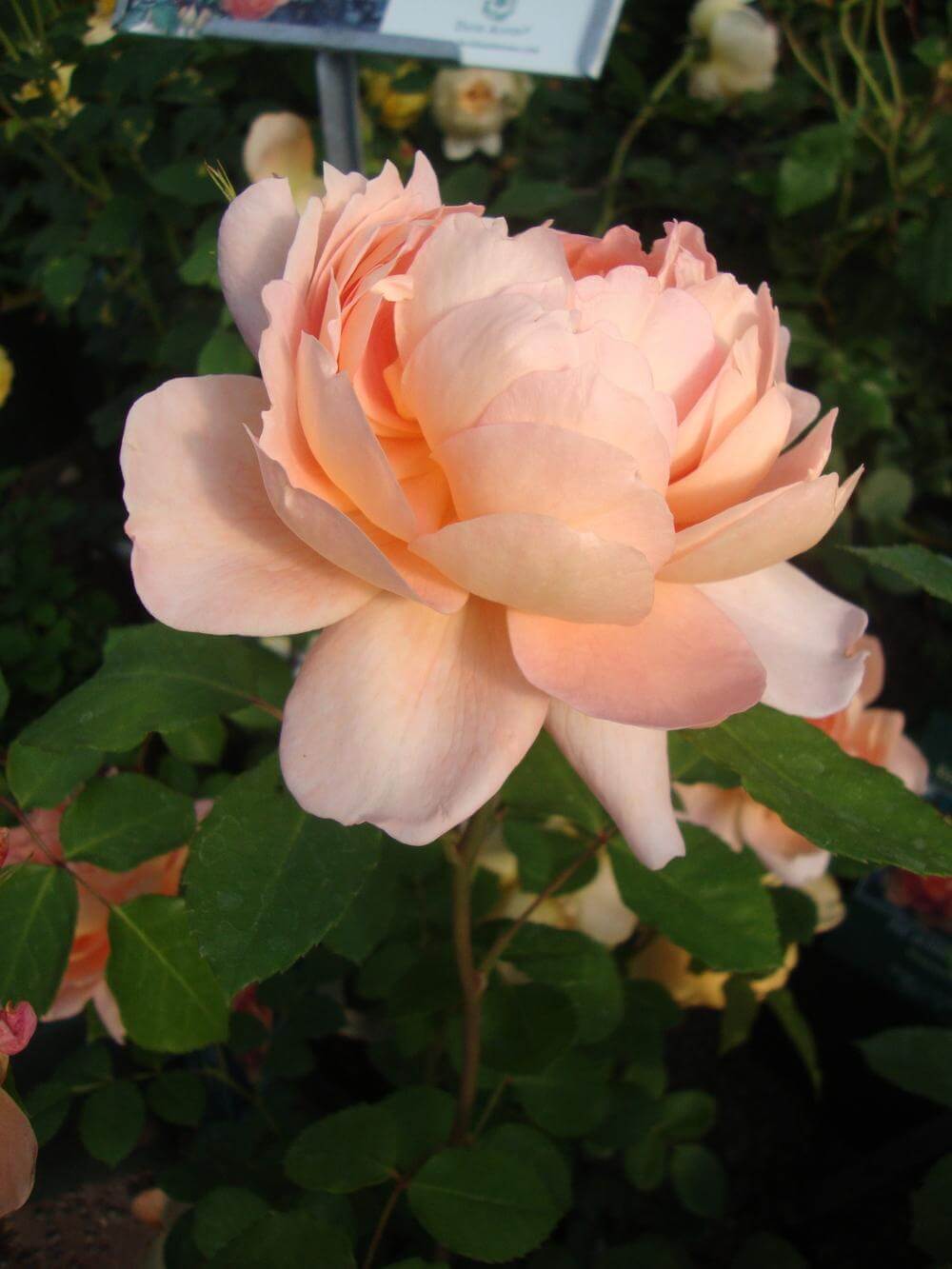 Английская роза леди оф шалот фото