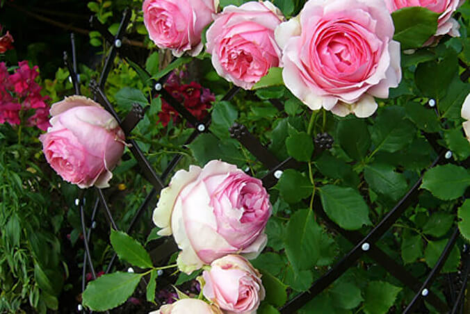 Роза Фёрст Леди — фото и описание сорта с отзывами