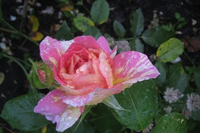 Роз де Цистерсьен