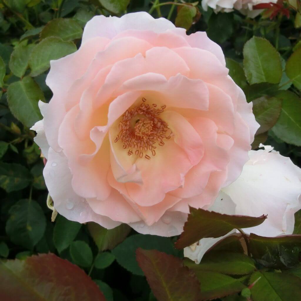 Роза лимон рококо Тантау