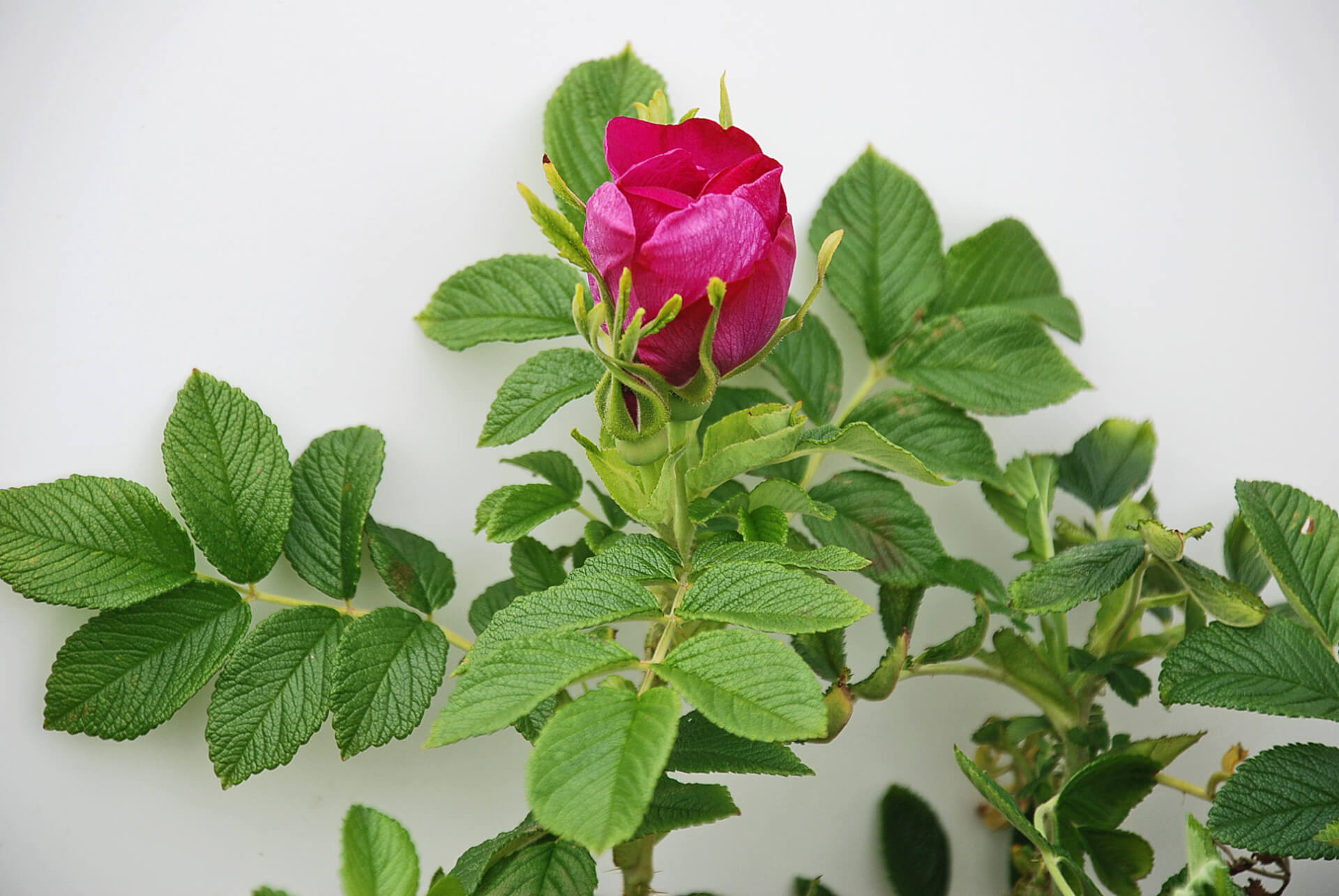 Как отличить розу от шиповника