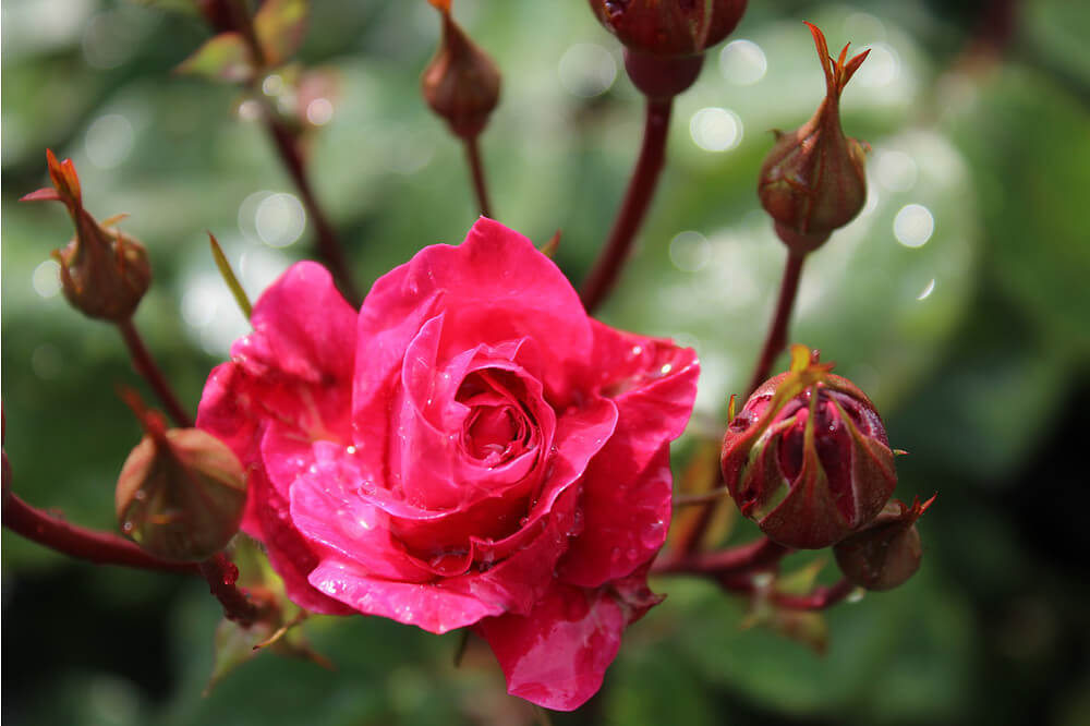 Роза парковая александр маккензи фото и описание