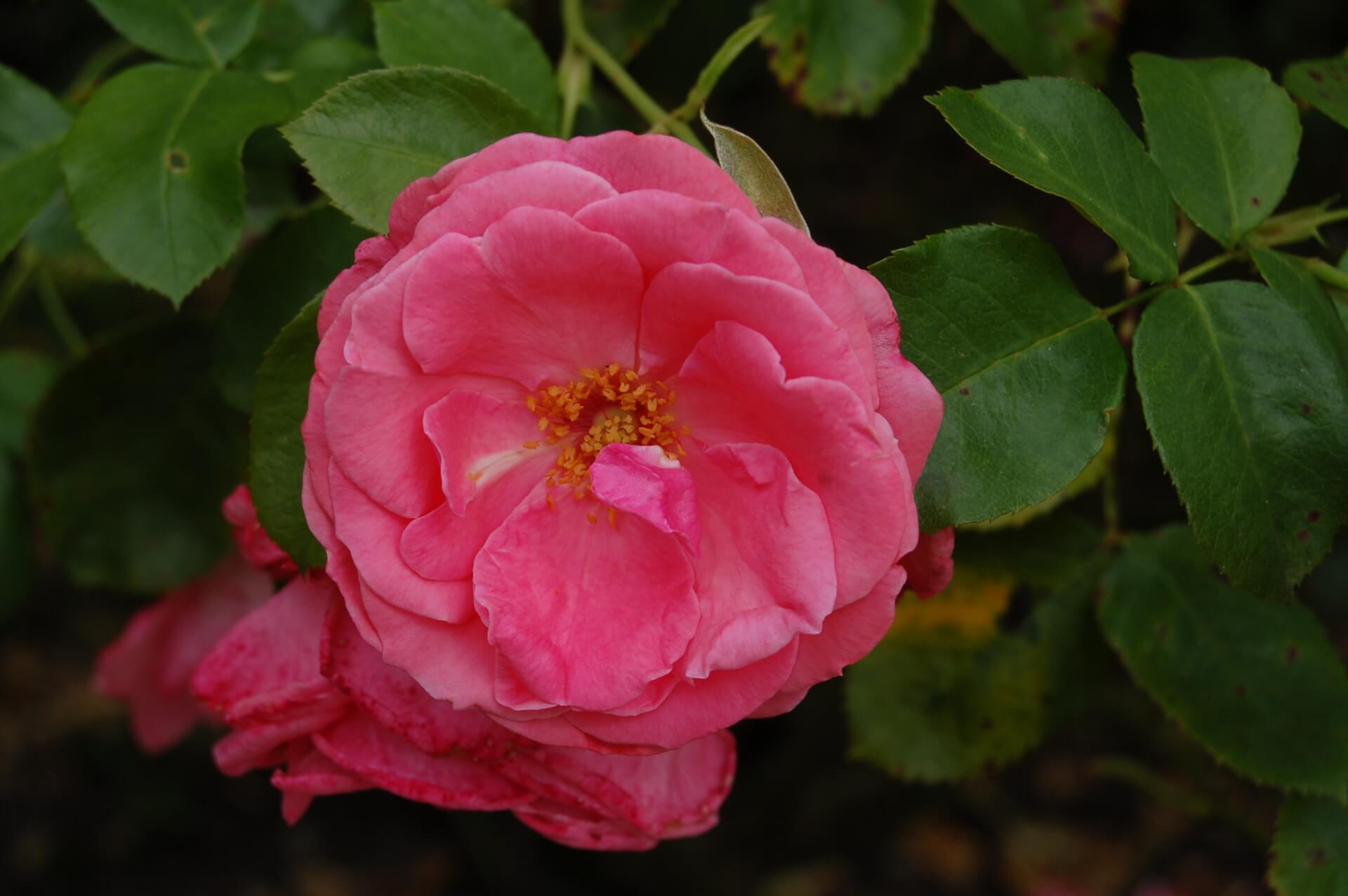 Роза Лавиния Rose Lawinia (Tantau)