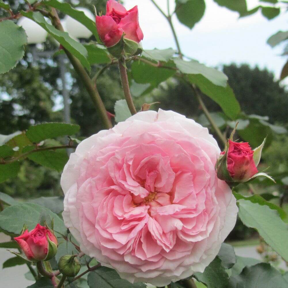 Роза Джеймс Гелвей — фото и описание сорта с отзывами