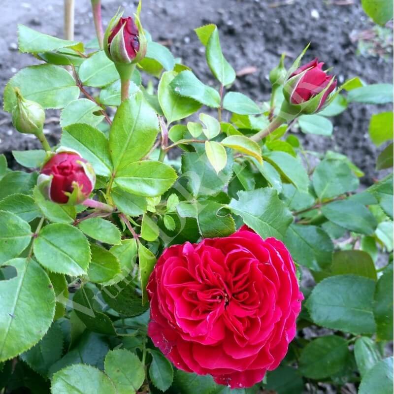 Роза ред леонардо фото и описание