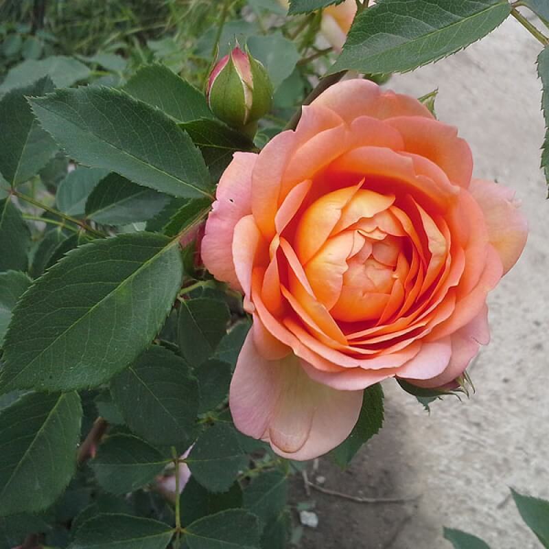 Купить розу леди шалот. Rosa Lady of Shalott (Ausnyson).