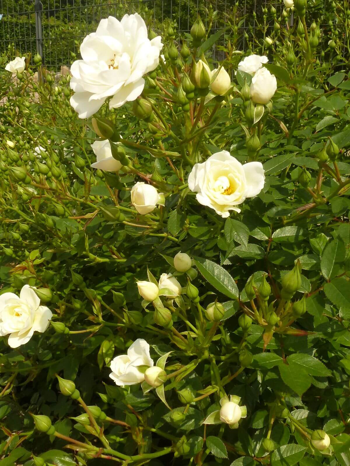 Schneewittchen роза на штамбе фото