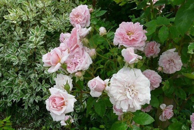 Роза Домен де Курсон особенности характеристика посадка выращивание и уход отзывы - сорт роз для вашего сада