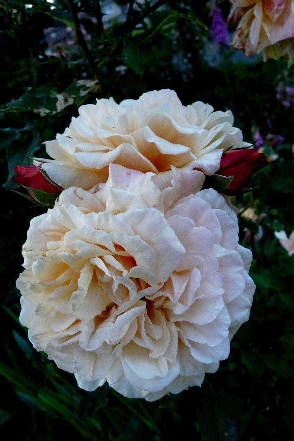 Роза карамелла фото и описание