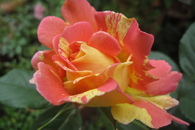 Роз де Цистерсьен