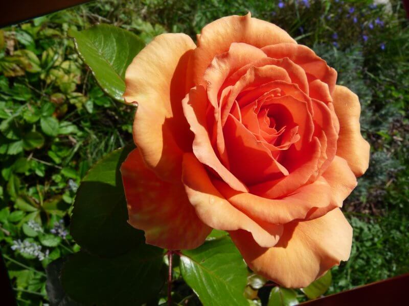 Ашрам роза фото и описание сорта