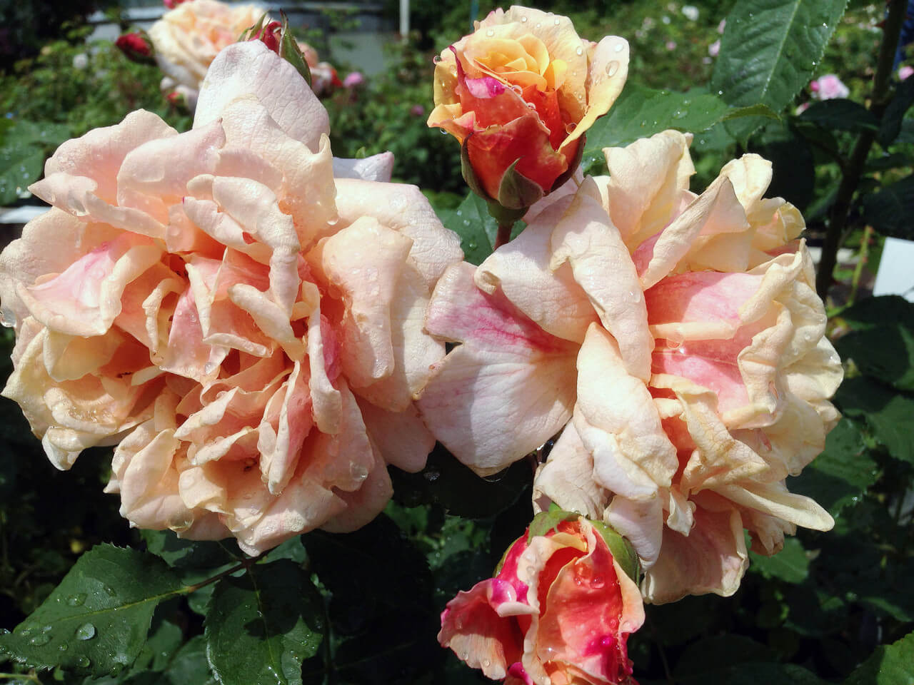 Роза Карамелла — фото и описание сорта с отзывами