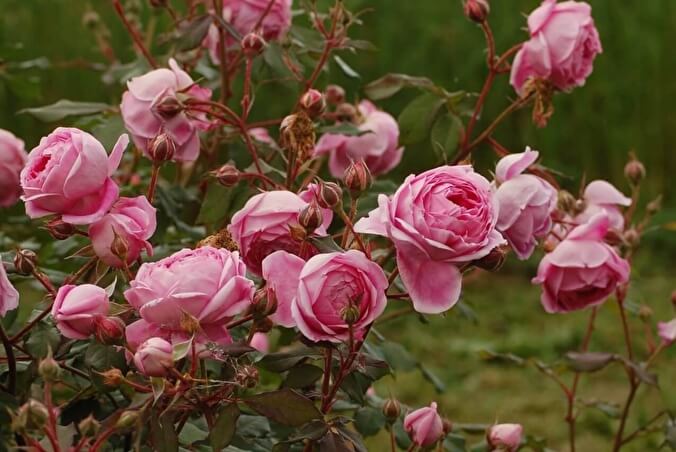 Характеристики розы Алан Титчмарш