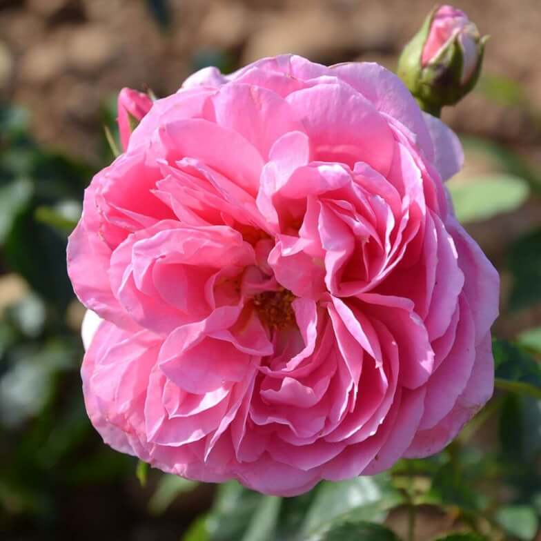 Сорт розы гладиатор фото и описание