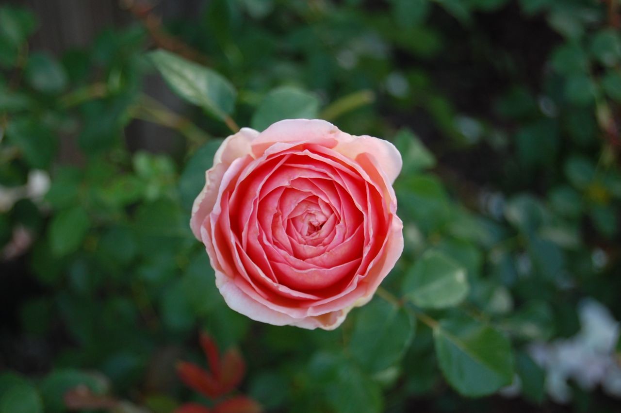 Роза парковая абрахам дерби фото и описание