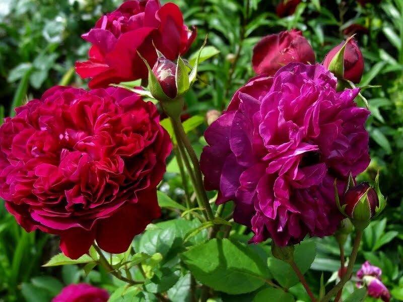 Роза английская шекспир фото и описание