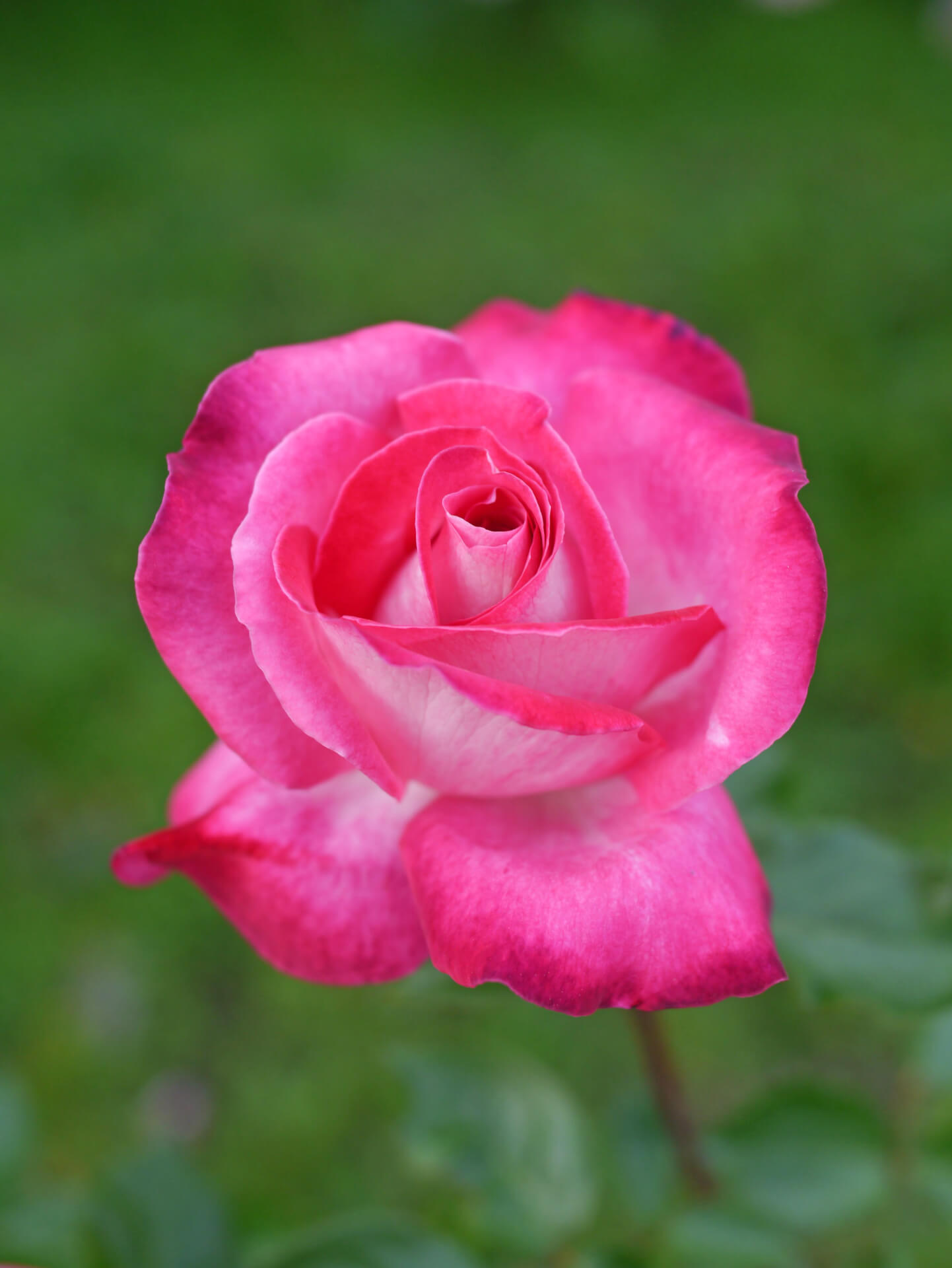 Роза Гожар — фото и описание сорта с отзывами