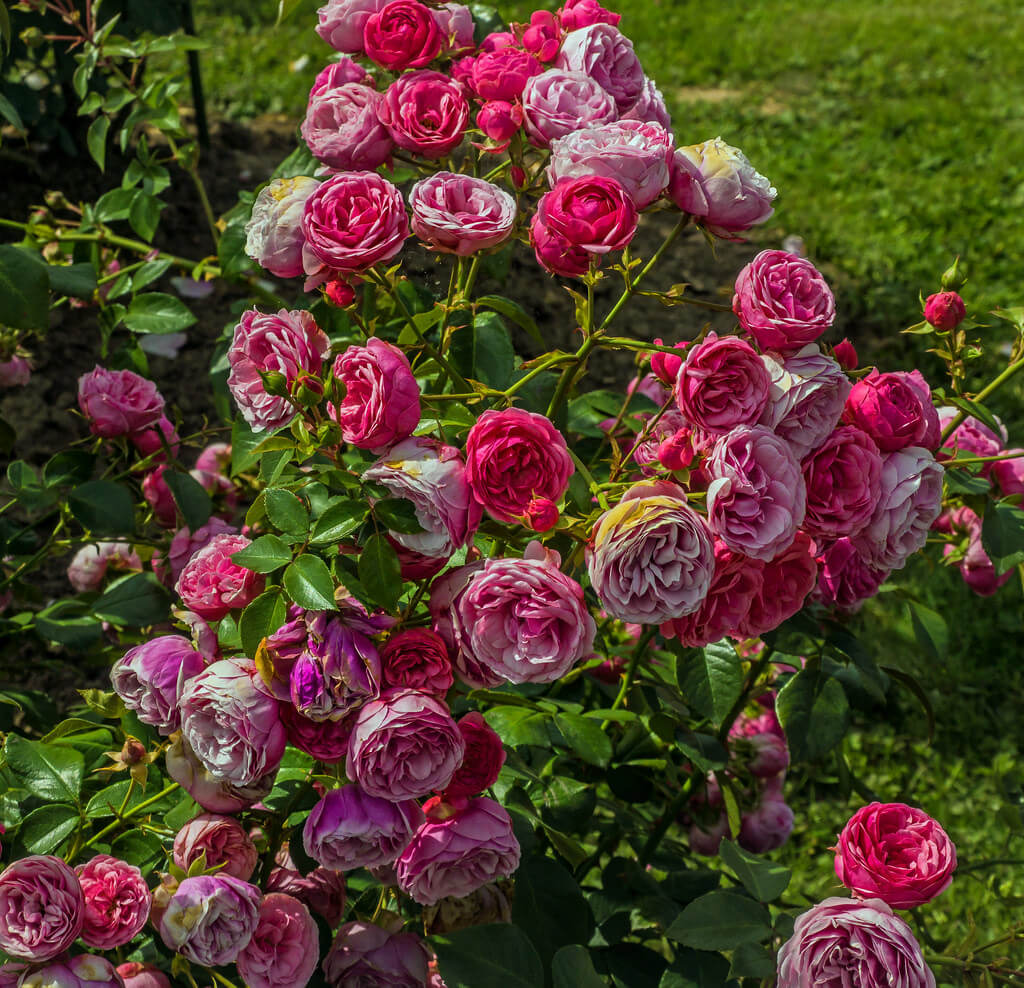 Роза викториан классик фото и описание