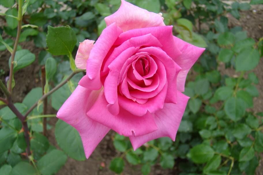 Роза Дуфтрауш — фото и описание сорта с отзывами