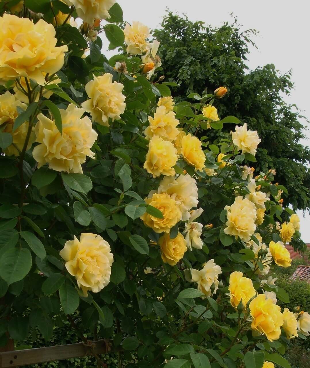 Роза golden gate фото и описание
