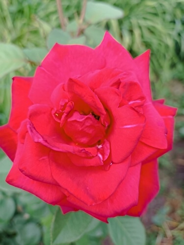 Елена Устюжанина