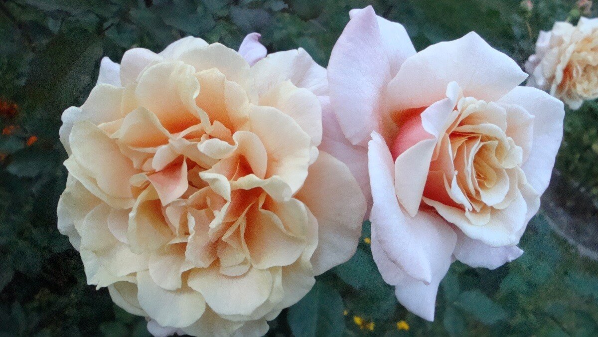 Роза карамелла фото и описание