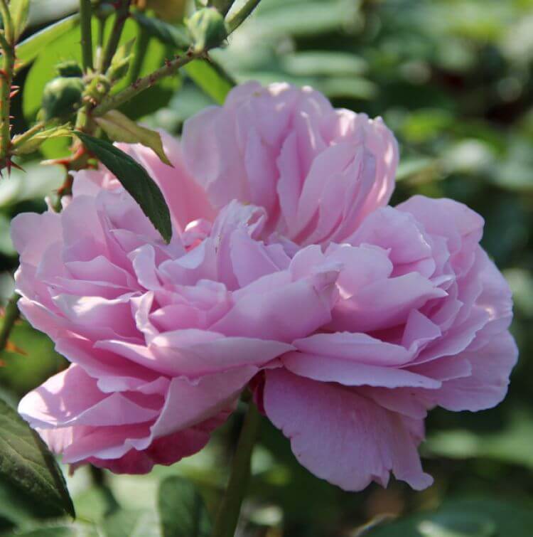Роза твиггис роуз фото и описание