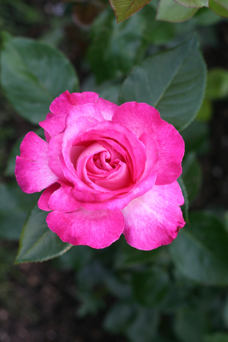 Роза Гожар — фото и описание сорта с отзывами