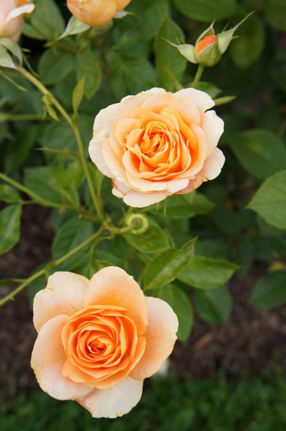 Роза флорибунда бенгали фото и описание